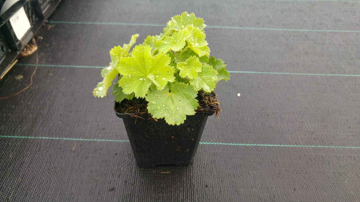  Vrouwenmantel (Alchemilla Mollis)