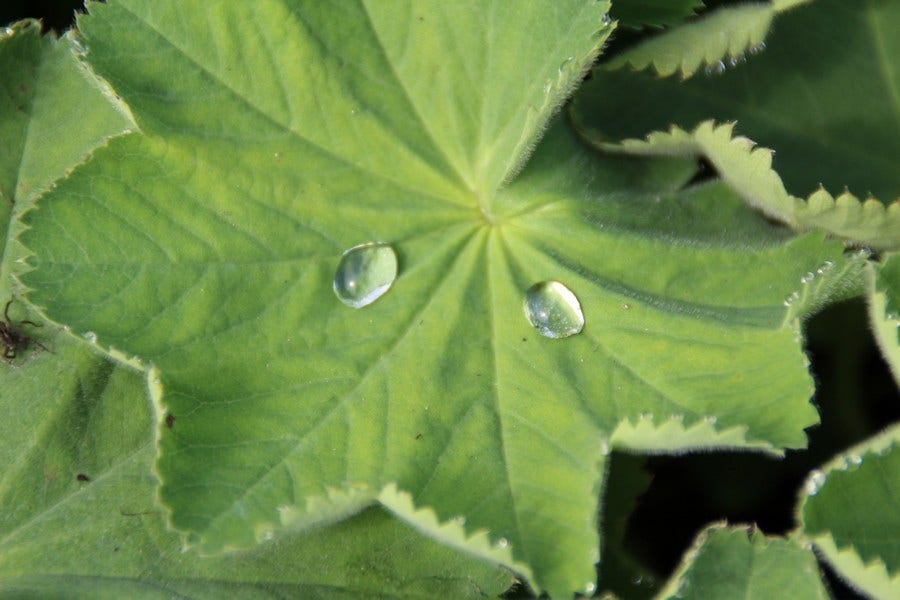  Vrouwenmantel (Alchemilla Mollis)