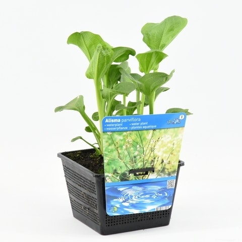  Waterweegbree (Alisma Parviflora)