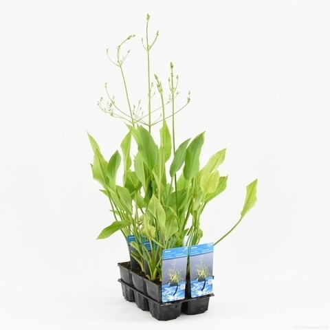  Waterweegbree (Alisma Plantago-aquatica)
