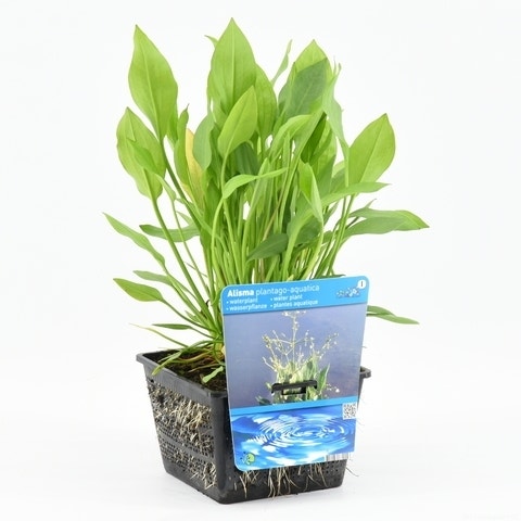  Waterweegbree (Alisma Plantago-aquatica)