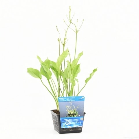  Waterweegbree (Alisma Plantago-aquatica)