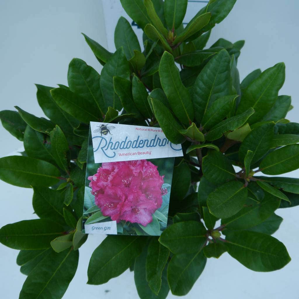  Rhododendron (Rhododendron 'American Beauty')