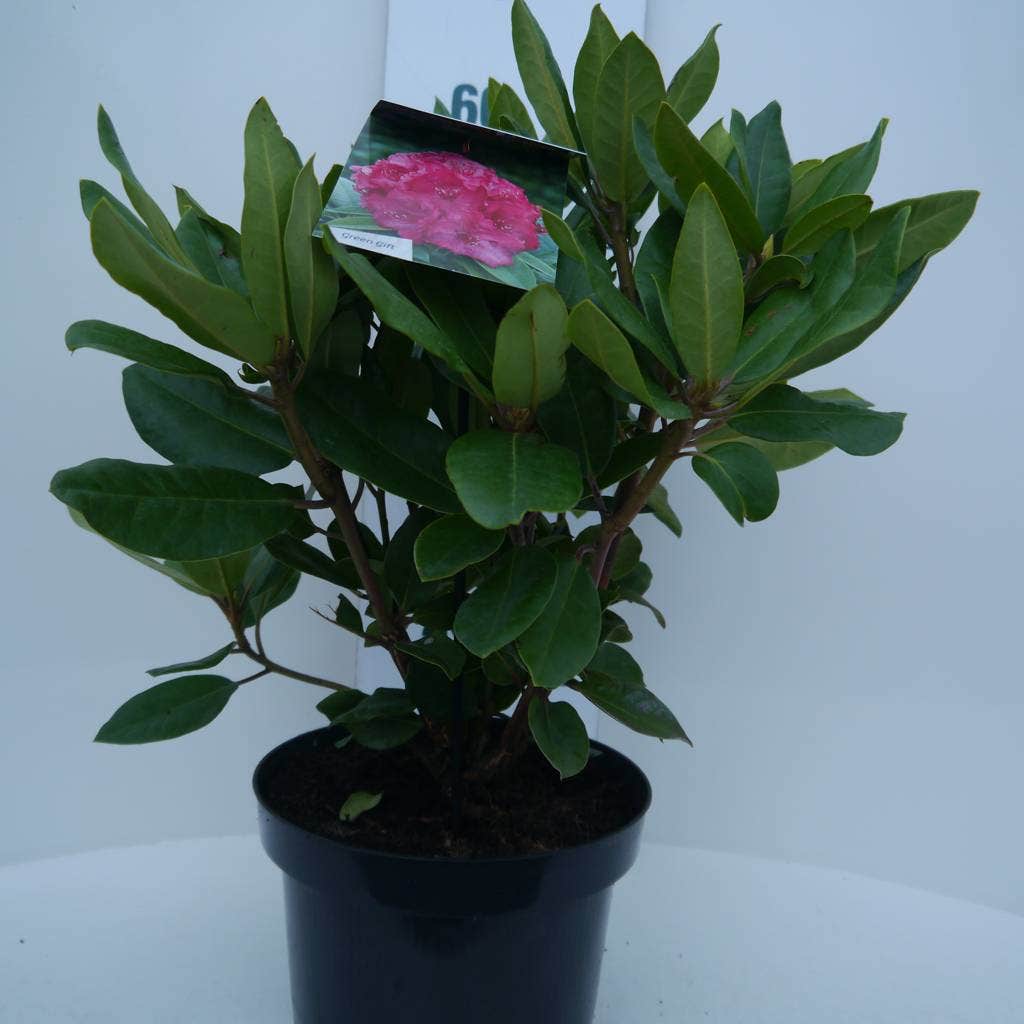  Rhododendron (Rhododendron 'American Beauty')