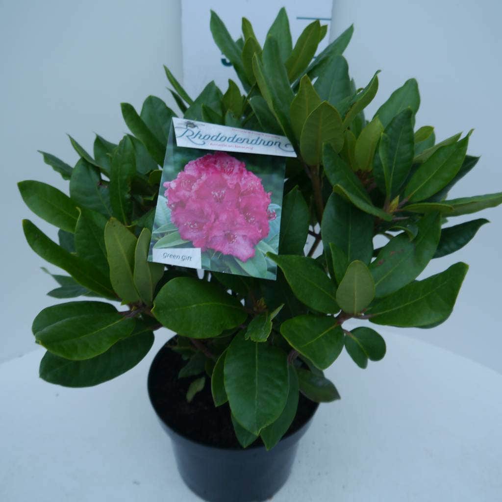  Rhododendron (Rhododendron 'American Beauty')