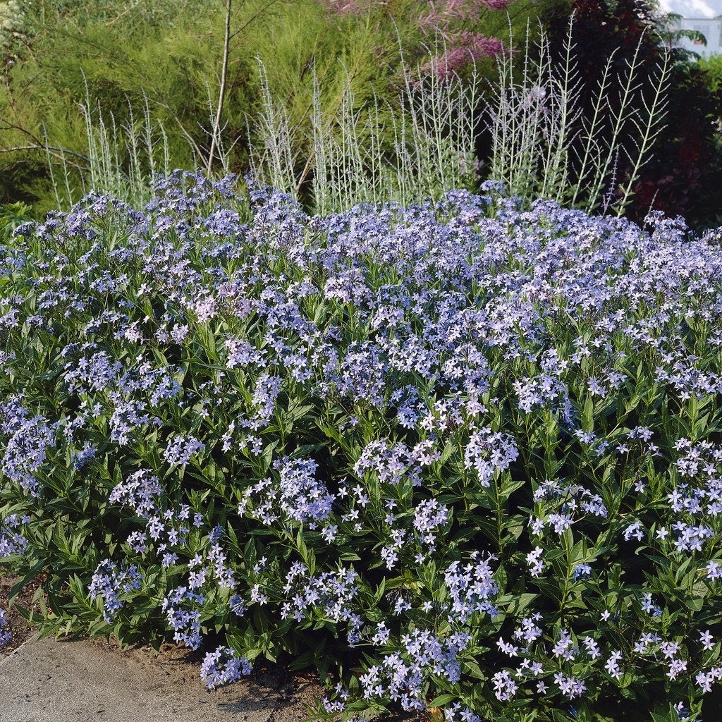  Blauwe Ster (Amsonia Tabernaemontana)