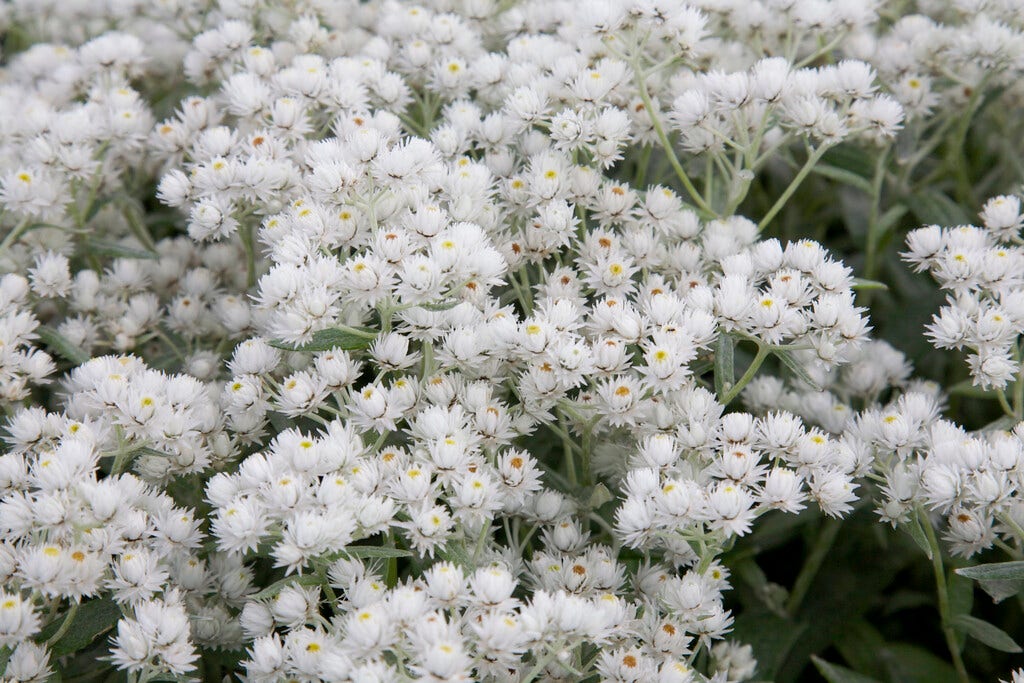  Siberische Edelweiss (Anaphalis Triplinervis 'Silver Wave')
