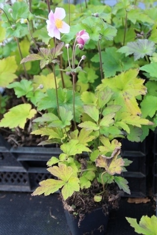  Anemoon (Anemone Hupehensis 'September Charm')