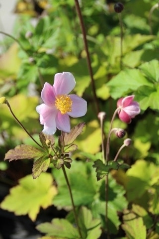  Anemoon (Anemone Hupehensis 'September Charm')