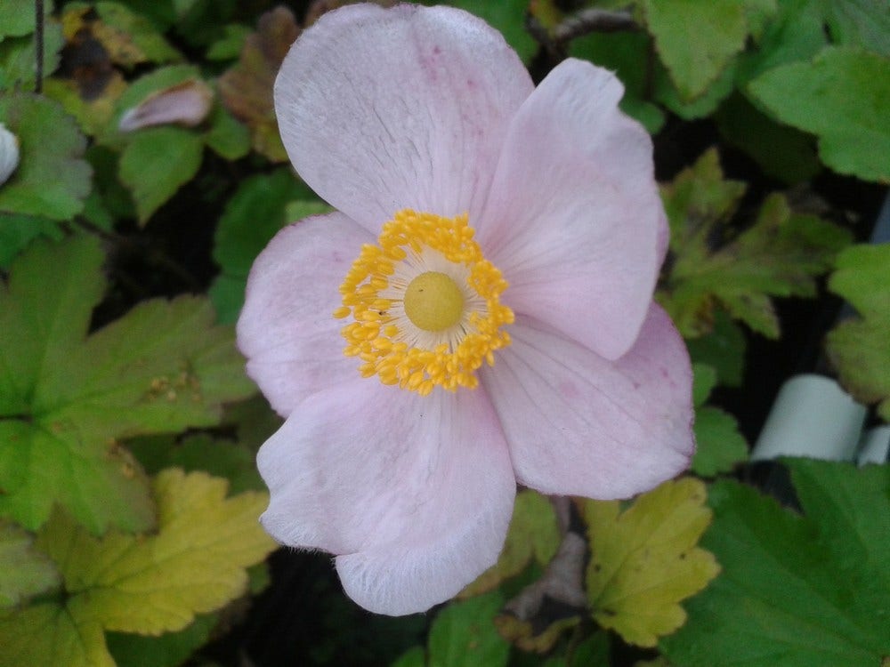  Anemoon (Anemone Hupehensis 'September Charm')