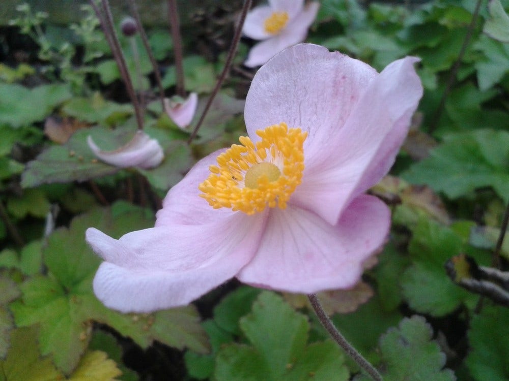  Anemoon (Anemone Hupehensis 'September Charm')