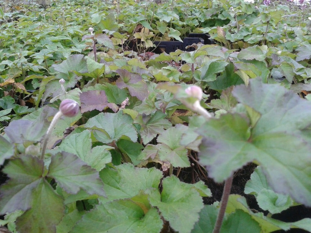  Anemoon (Anemone Hupehensis 'September Charm')