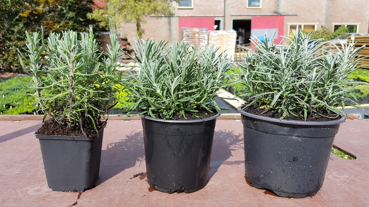  Lavendel (Lavandula Angustifolia)