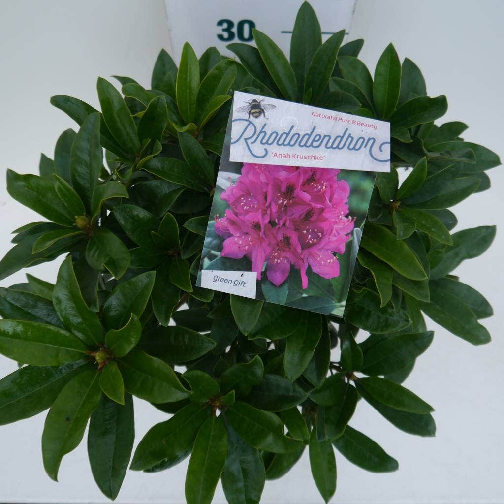  Rhododendron (Rhododendron 'Anah Kruschke')