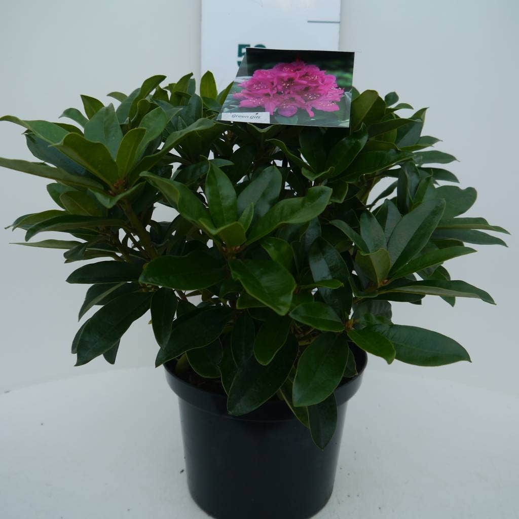  Rhododendron (Rhododendron 'Anah Kruschke')