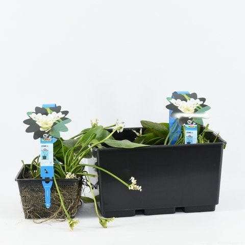  Kaapse Waterlelie (Aponogeton Distachyos)