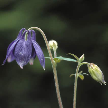  Akelei (Aquilegia Alpina)