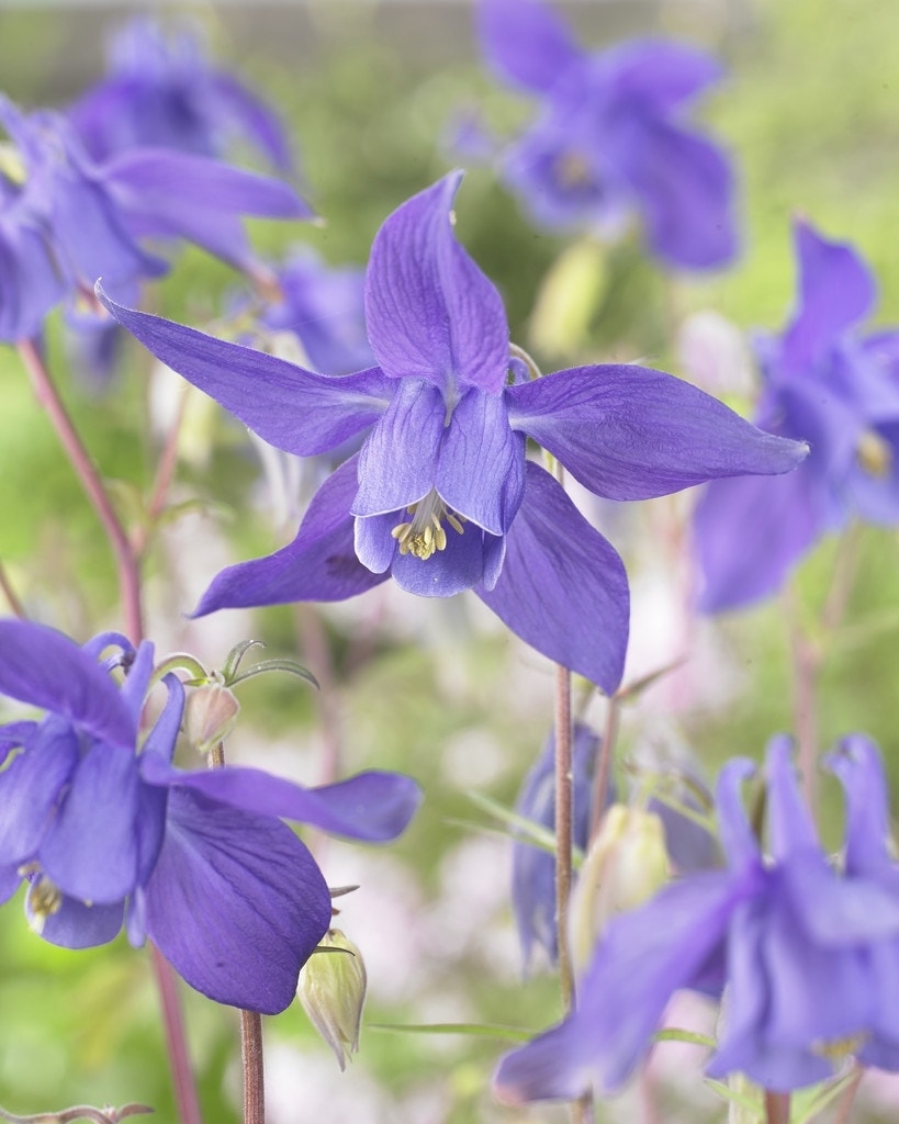  Akelei (Aquilegia Alpina)