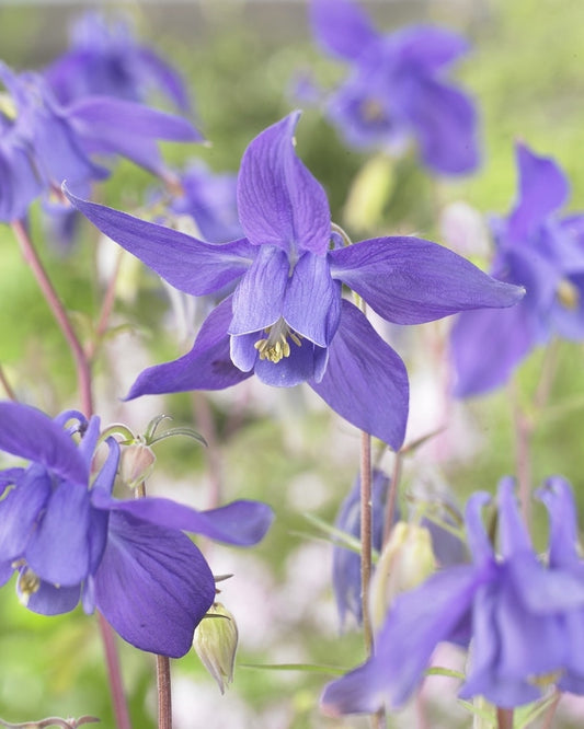  Akelei (Aquilegia Alpina)