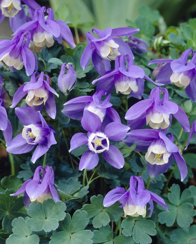  Akelei (Aquilegia Flabellata 'Ministar')