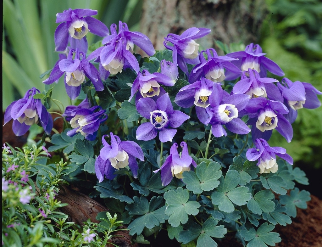 Akelei (Aquilegia Flabellata 'Ministar')