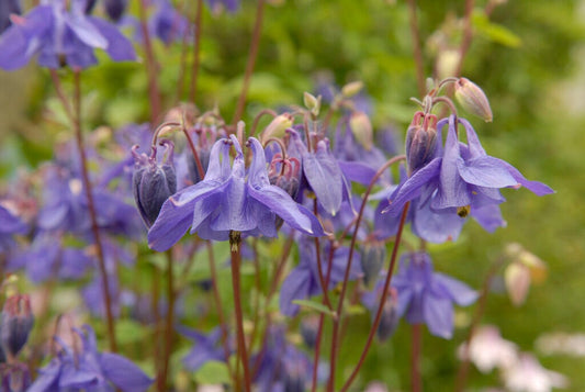  Akelei (Aquilegia Vulgaris)