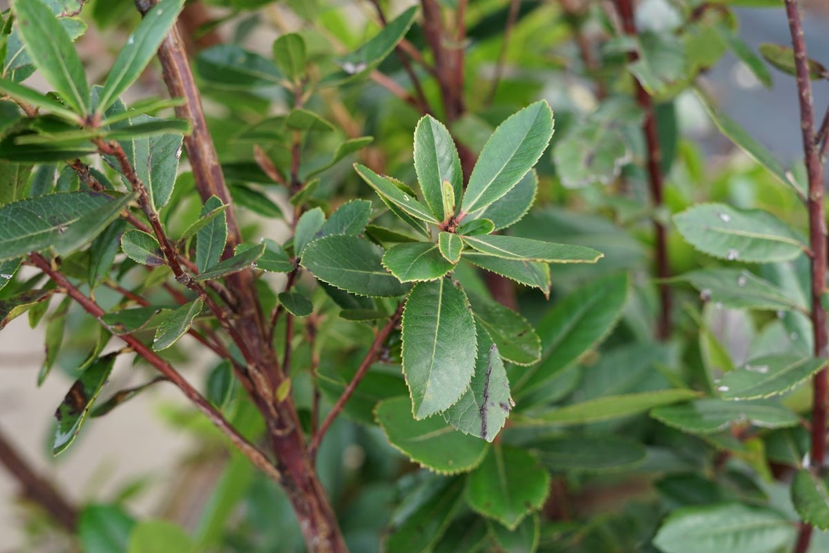  Aardbeiboom Als Struik (Arbutus Unedo)