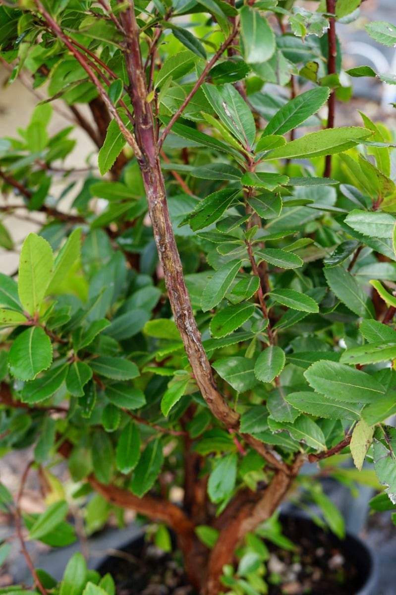  Aardbeiboom Als Struik (Arbutus Unedo)