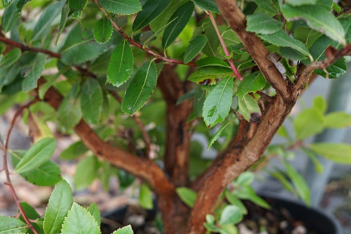  Aardbeiboom Als Struik (Arbutus Unedo)