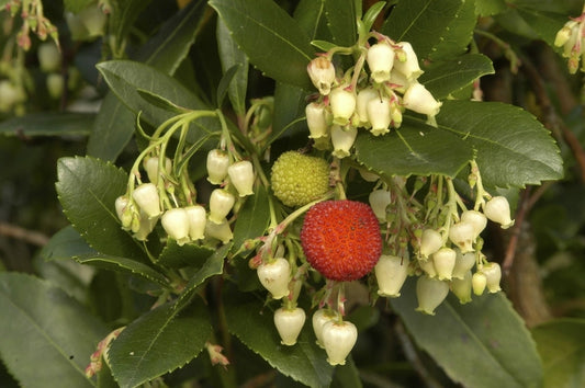  Aardbeiboom Als Struik (Arbutus Unedo)