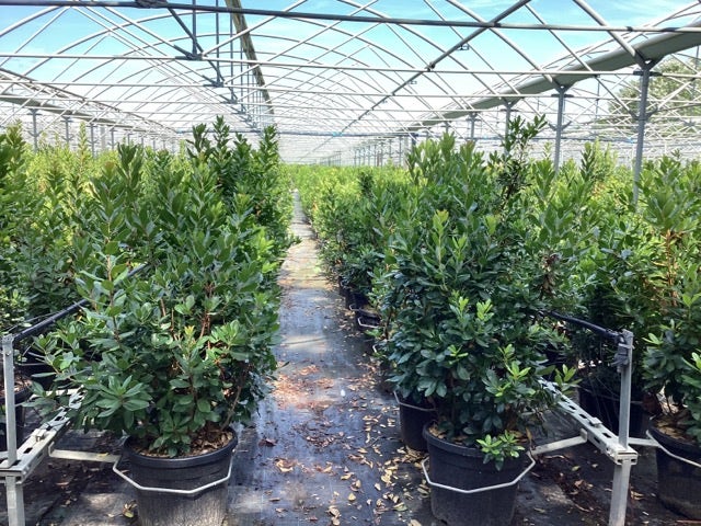  Aardbeiboom Als Struik (Arbutus Unedo)