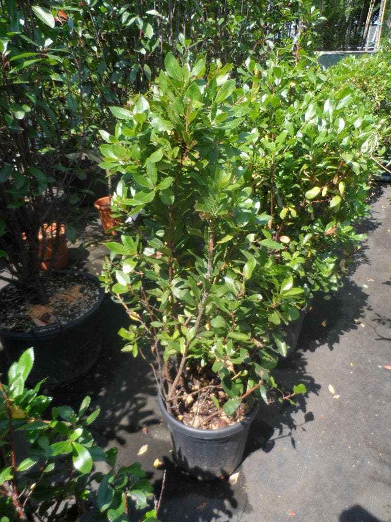  Aardbeiboom Als Struik (Arbutus Unedo)