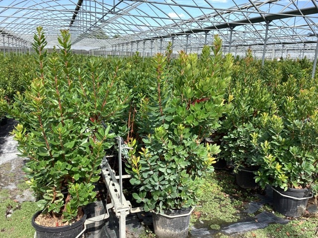  Aardbeiboom Als Struik (Arbutus Unedo)