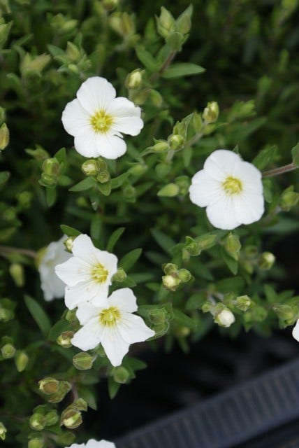  Zandkruid (Arenaria Montana)