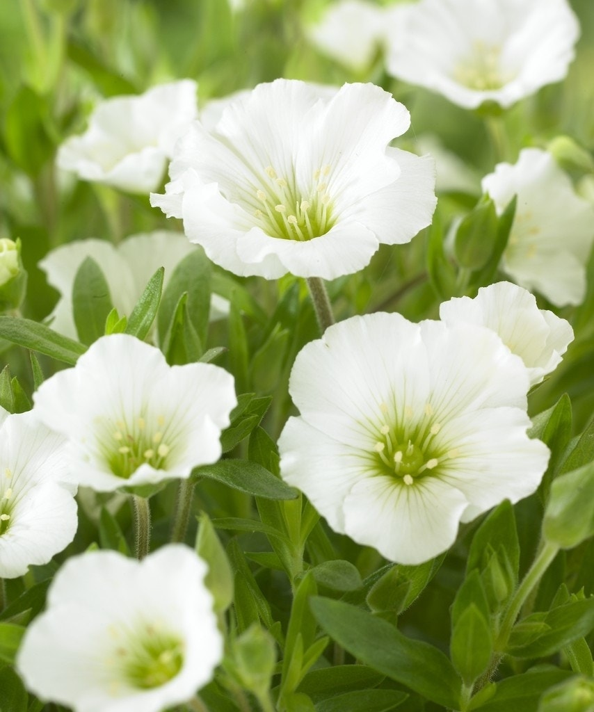  Zandkruid (Arenaria Montana)