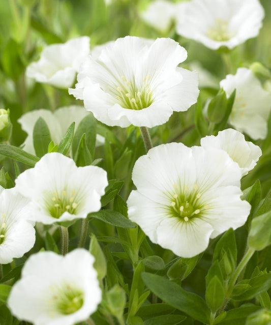  Zandkruid (Arenaria Montana)