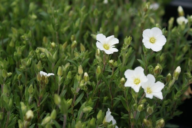  Zandkruid (Arenaria Montana)