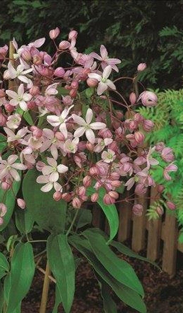  Groenblijvende Clematis (Clematis Armandii 'Hendersonii Rubra')