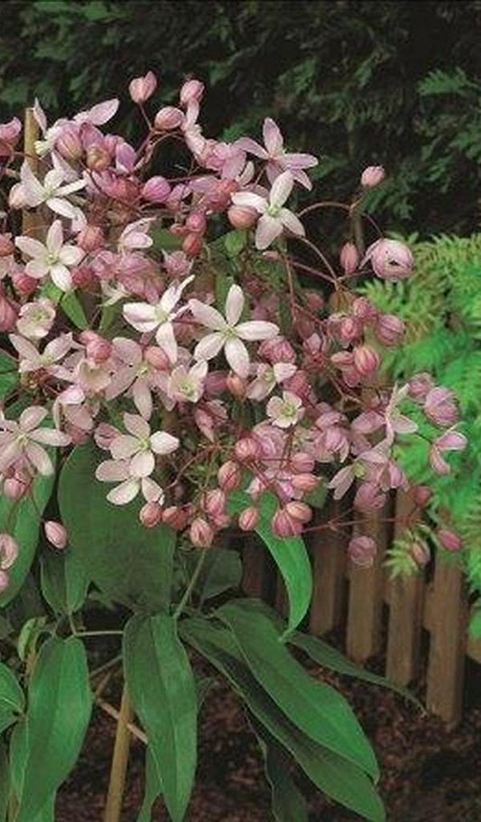  Groenblijvende Clematis (Clematis Armandii 'Hendersonii Rubra')