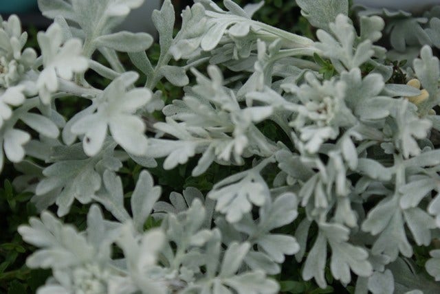  Bijvoet (Artemisia Stelleriana 'Boughton Silver')