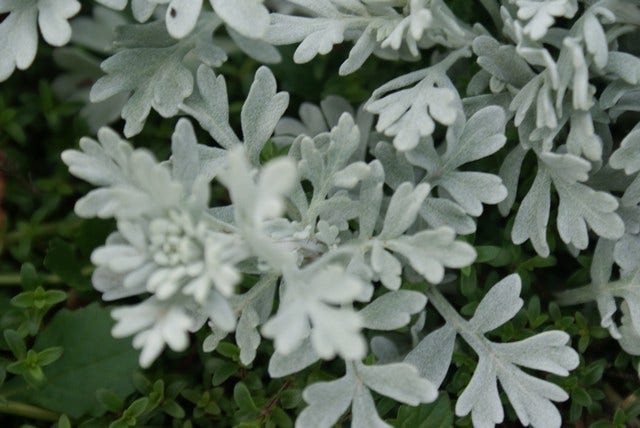  Bijvoet (Artemisia Stelleriana 'Boughton Silver')