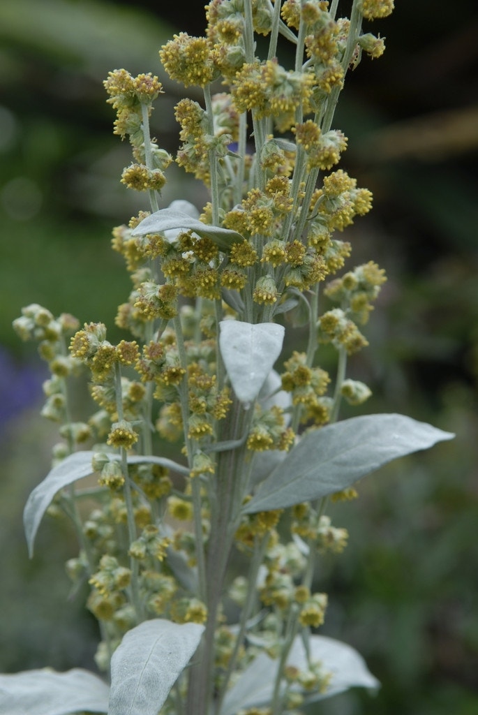  Bijvoet (Artemisia Ludoviciana 'Valerie Finnis')