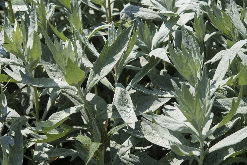  Bijvoet (Artemisia Ludoviciana 'Valerie Finnis')