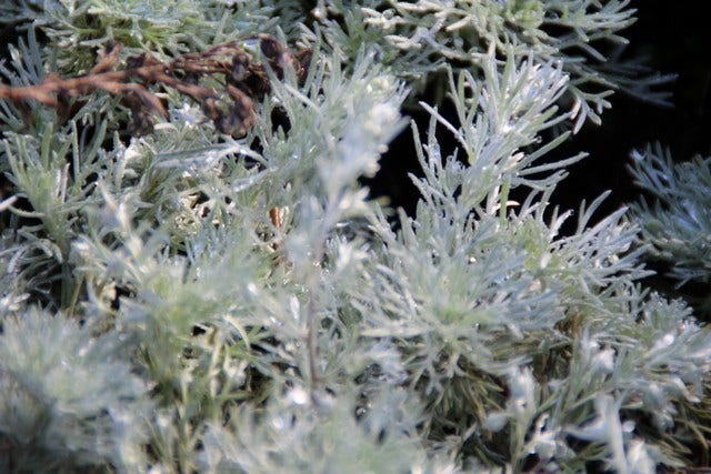  Bijvoet (Artemisia Schmidtiana 'Nana')