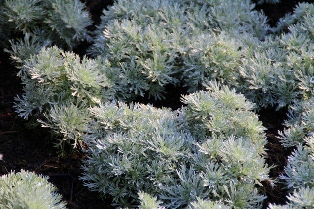  Bijvoet (Artemisia Schmidtiana 'Nana')