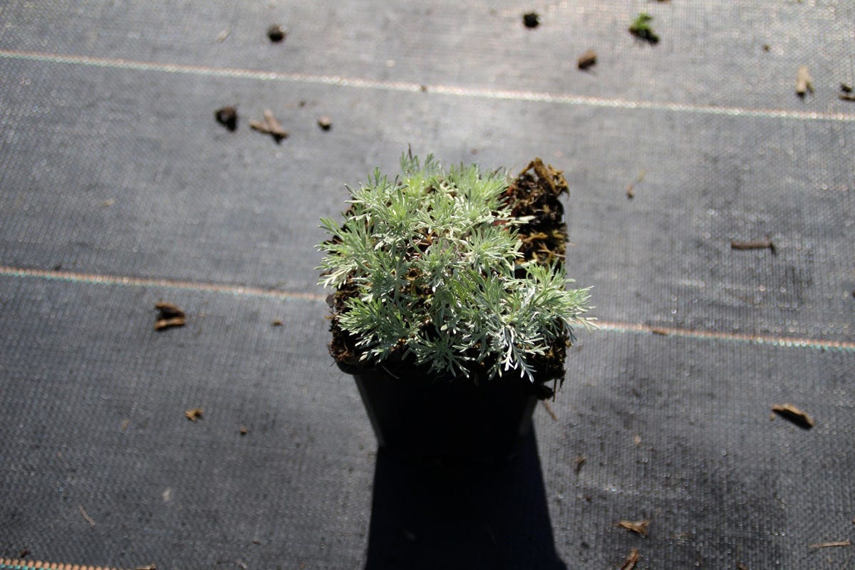  Bijvoet (Artemisia Schmidtiana 'Nana')