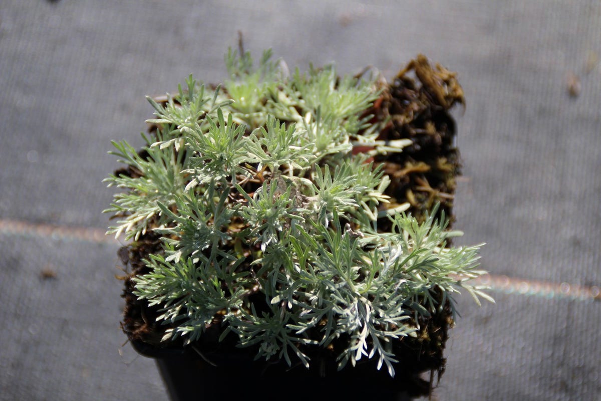  Bijvoet (Artemisia Schmidtiana 'Nana')