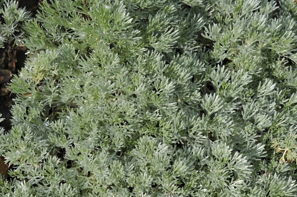  Bijvoet (Artemisia Schmidtiana 'Nana')
