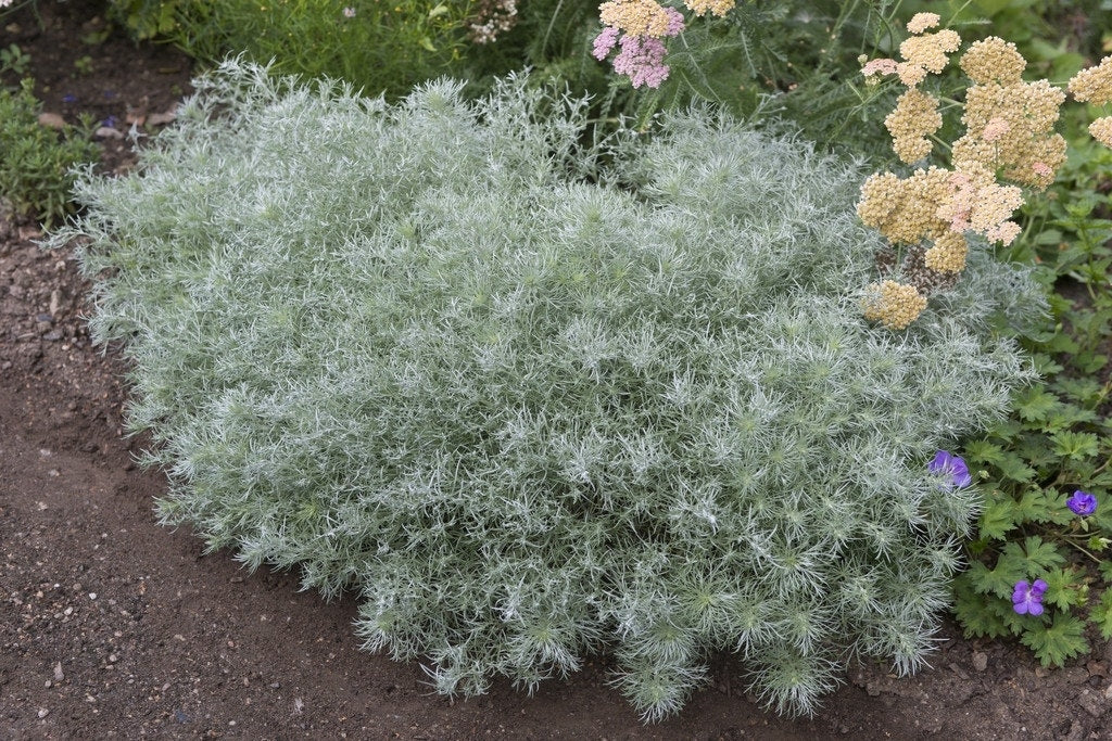  Bijvoet (Artemisia Schmidtiana 'Nana')