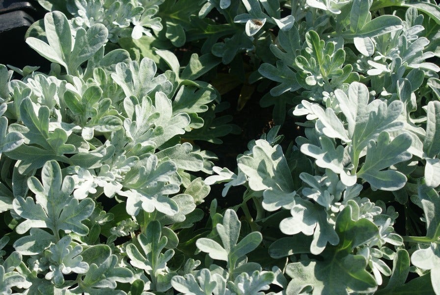  Bijvoet (Artemisia Stelleriana 'Boughton Silver')